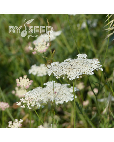 Carotte (plante sauvage)