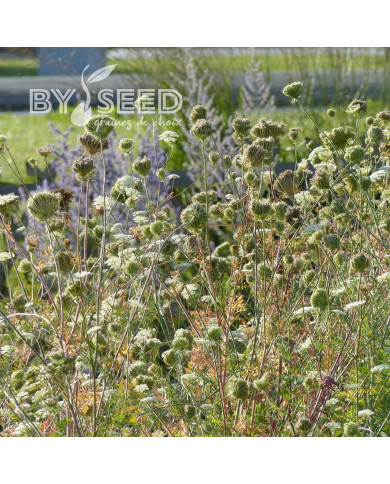 Carotte (plante sauvage)