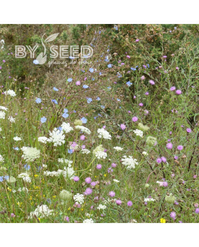 Carotte (plante sauvage)