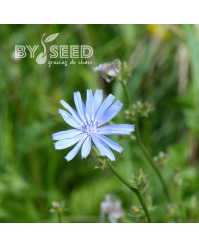 Chicorée sauvage