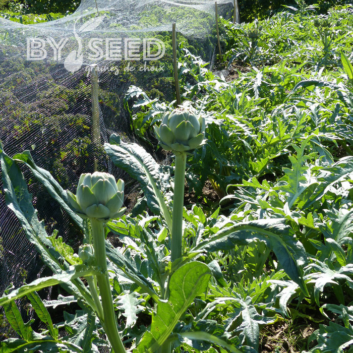 Artichaut Gros Vert de Laon