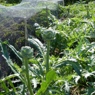 Artichaut Gros Vert de Laon