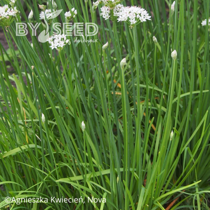 Ciboulette de Chine