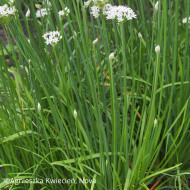 Ciboulette de Chine