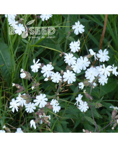 Silène Compagnon blanc