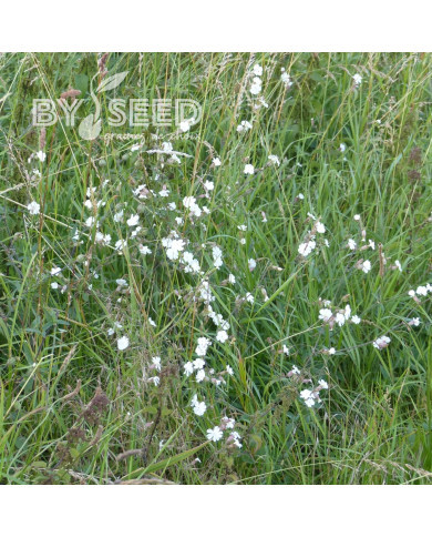 Silène Compagnon blanc