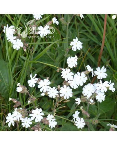 Silène Compagnon blanc