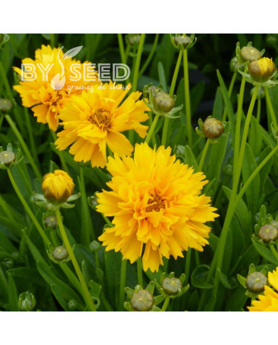 Coréopsis vivace Early Sunrise
