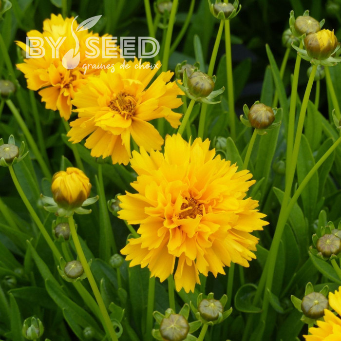 Coréopsis vivace Early Sunrise