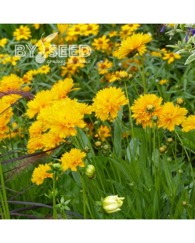 Coréopsis vivace Early Sunrise