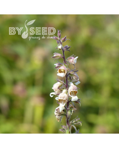 Digitale lanata café Crème