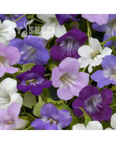 Asarine scandens Formula Mix