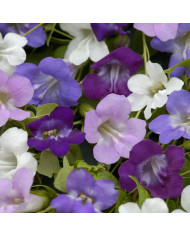 Asclepias incarnata Rose