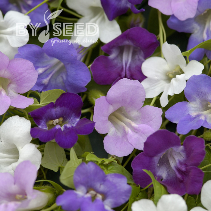 Asarine scandens Formula Mix