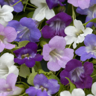 Asarine scandens Formula Mix