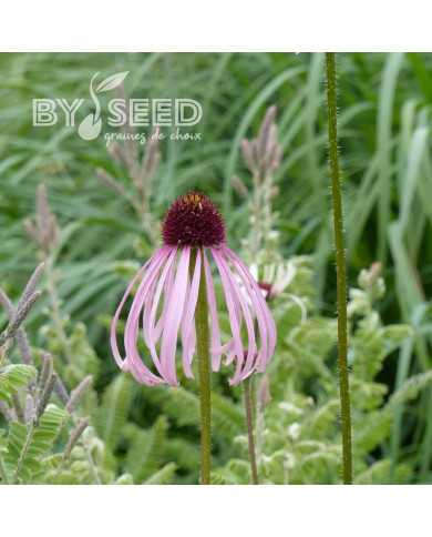 Echinacea pallida