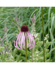 Echeveria Urban Orange (graines enrobées)