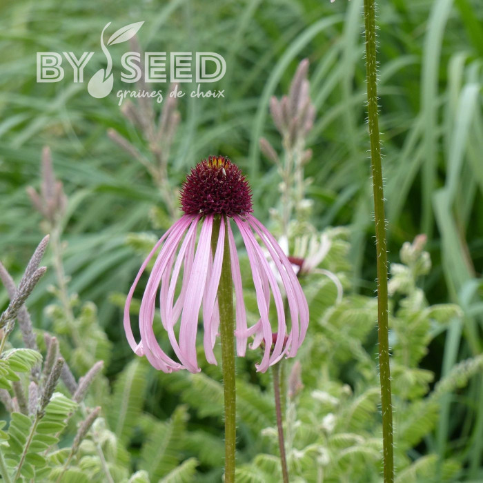 Echinacea pallida