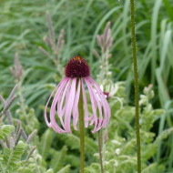 Echinacea pallida