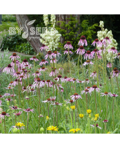 Echinacea pallida