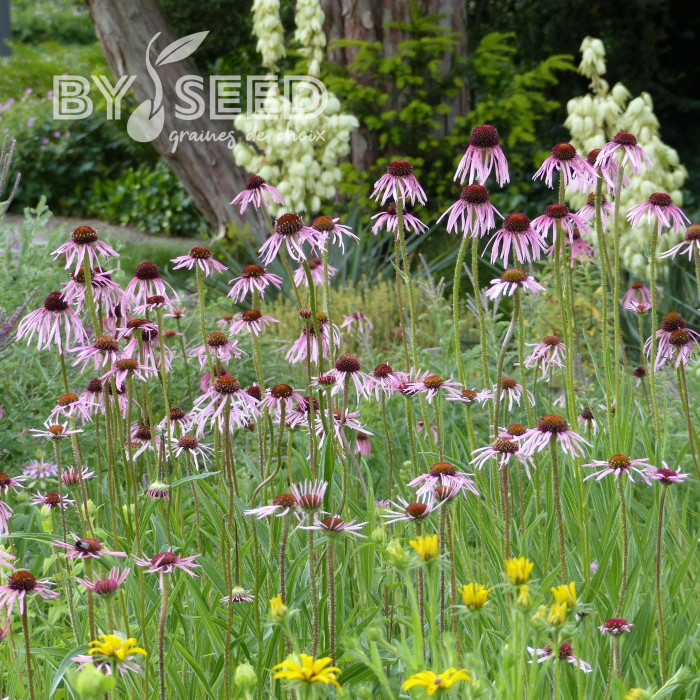 Echinacea pallida