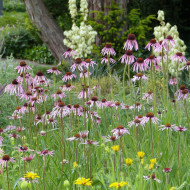 Echinacea pallida
