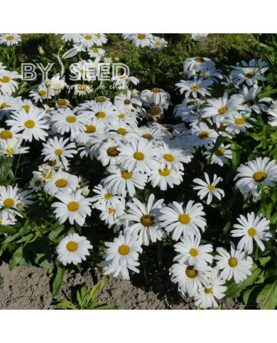Grande Marguerite Silver Princess naine