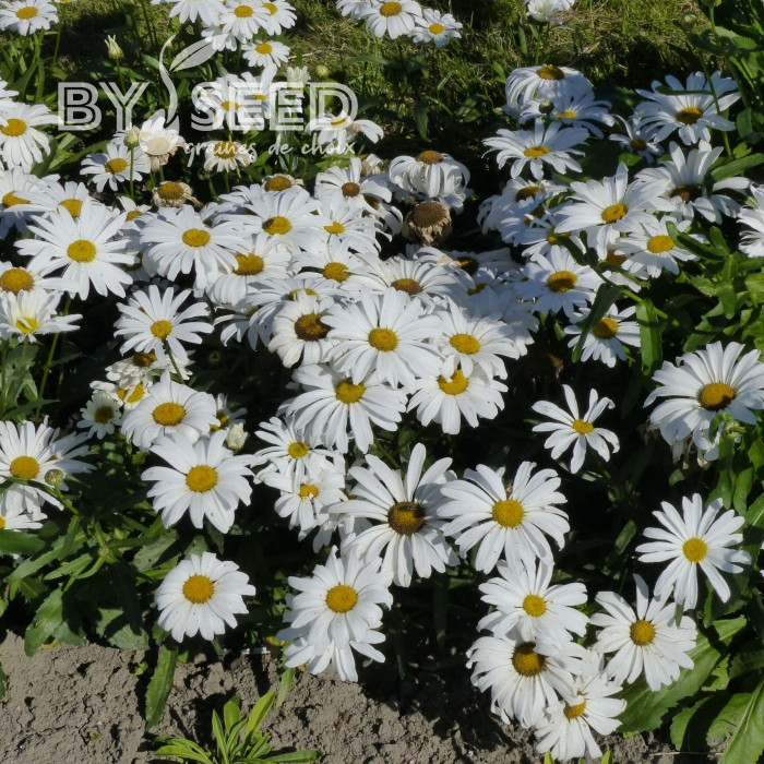 Grande Marguerite Silver Princess naine