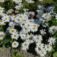 Grande Marguerite Silver Princess naine