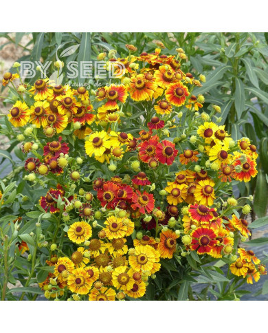 Helenium autumnale RedGold Hybrids