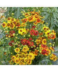 Acroclinium (Helipterum) Pierrot Red