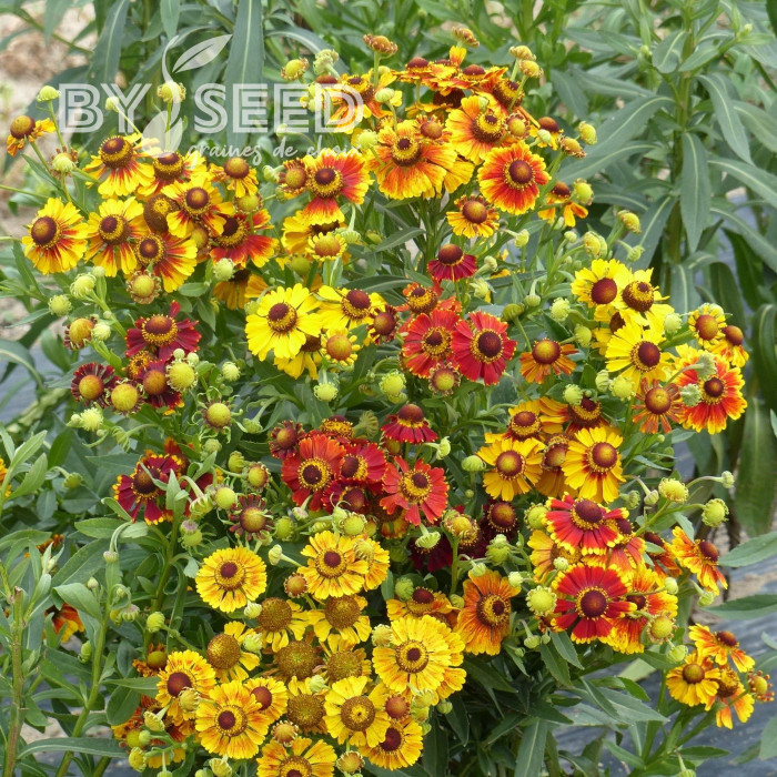 Helenium autumnale RedGold Hybrids