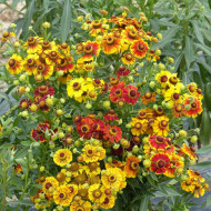 Helenium autumnale RedGold Hybrids