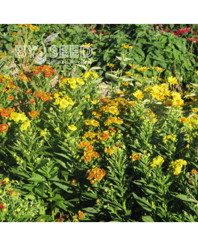 Helenium autumnale RedGold Hybrids