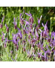 Lewisia cotyledon Sunset Strain