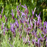 Lavande Papillon
