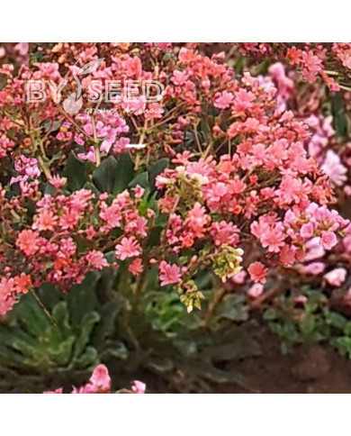 Lewisia cotyledon Sunset Strain
