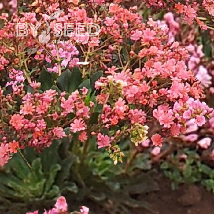 Lewisia cotyledon Sunset Strain