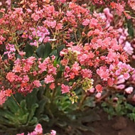 Lewisia cotyledon Sunset Strain