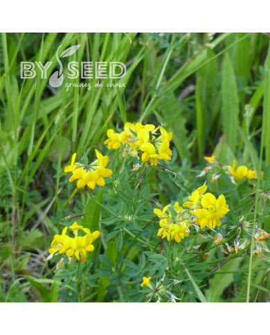 Lotier corniculé - Lotus corniculatus (plante sauvage)