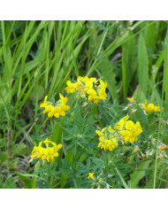 Lewisia cotyledon Sunset Strain