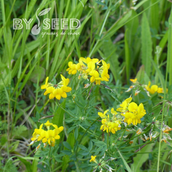 Lotier corniculé - Lotus corniculatus (plante sauvage)