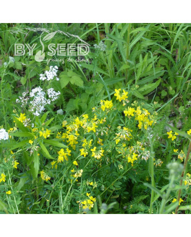 Lotier corniculé - Lotus corniculatus (plante sauvage)
