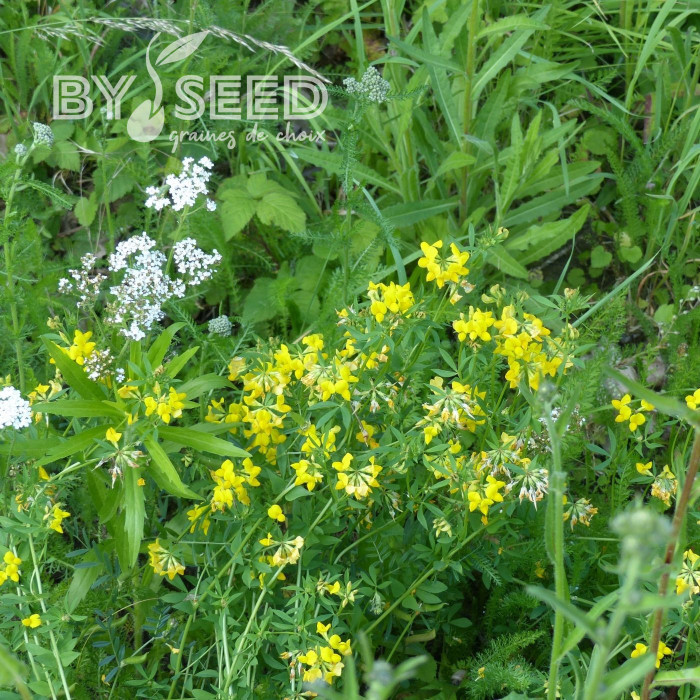 Lotier corniculé - Lotus corniculatus (plante sauvage)