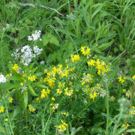 Lotier corniculé - Lotus corniculatus (plante sauvage)
