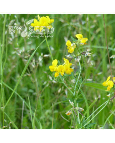Lotier corniculé - Lotus corniculatus (plante sauvage)