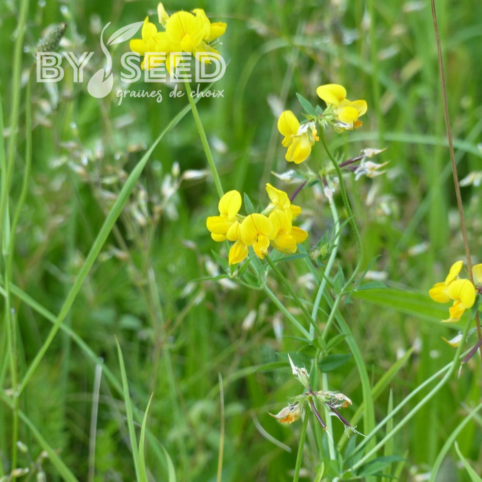 Lotier corniculé - Lotus corniculatus (plante sauvage)