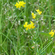 Lotier corniculé - Lotus corniculatus (plante sauvage)