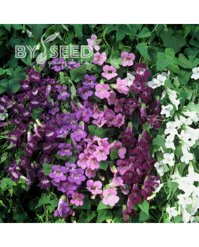 Asarine scandens Formula Mix