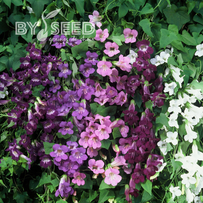 Asarine scandens Formula Mix